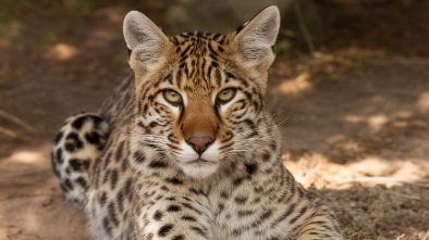 big cat habitat gulf coast sanctuary