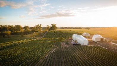 mixon fruit farms