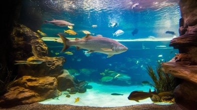 tarpon springs aquarium